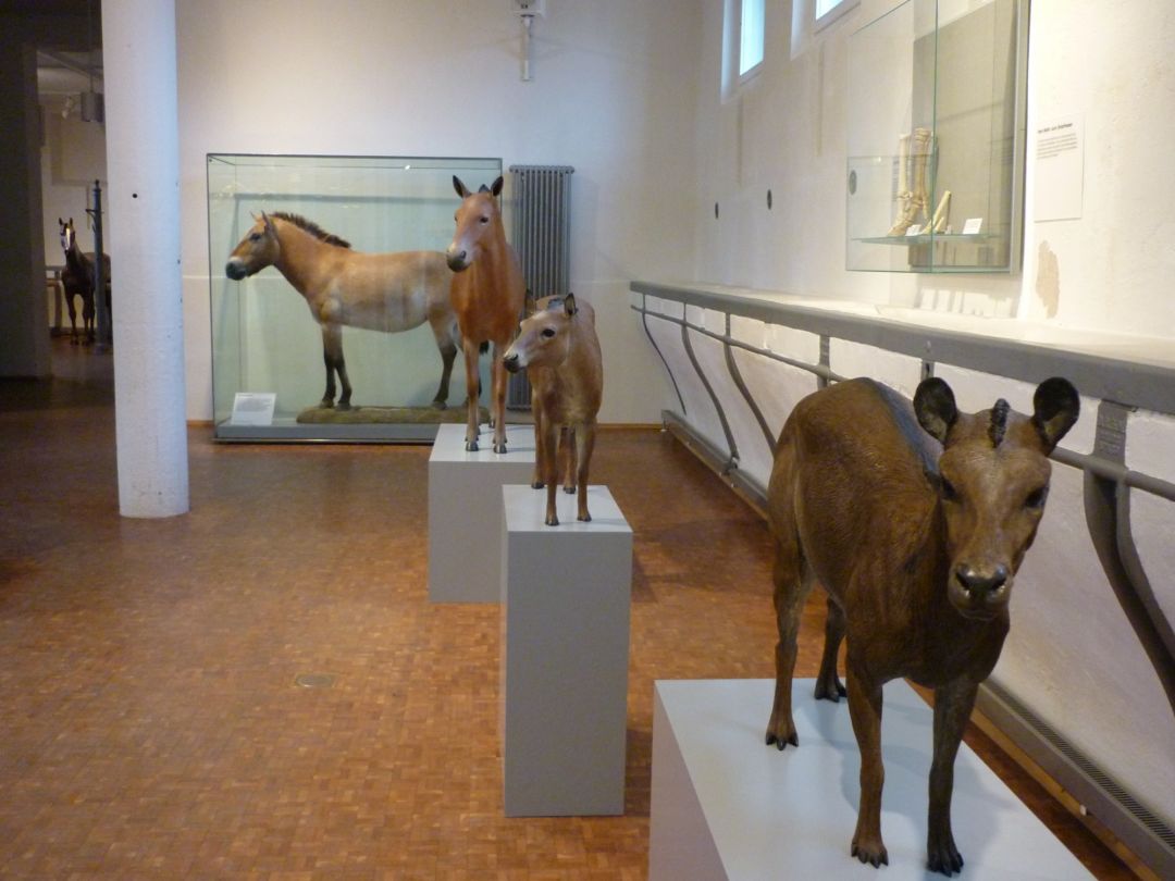 Pferdemuseum Entwicklung des Pferdes