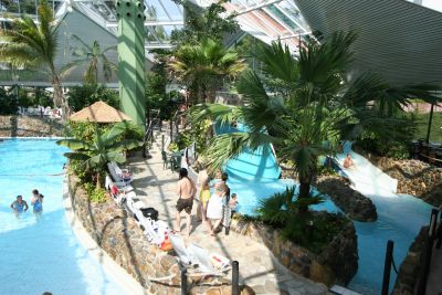 Schottische Hochlandrinder