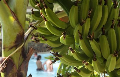 Mit der Bahn durch den Wildpark