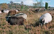 Die Minigolfanlage in Rethem im Aller-Leine-Tal