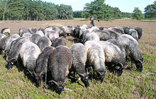 Wanderweg bei Schwarmstedt