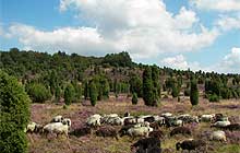Wanderweg bei Schwarmstedt