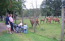 Bockwindmühle in Rethem