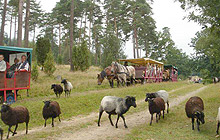 Badegäste beim Aquajogging