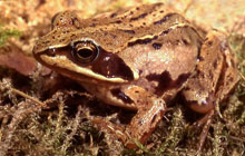 Logo des Aller-Radwegs