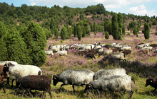 Logo des Aller-Radwegs